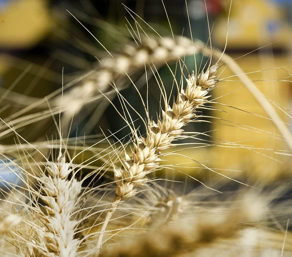 A close up on a head of wheat with a combine in the background.