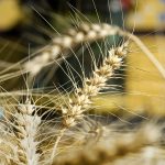 A close up on a head of wheat with a combine in the background.