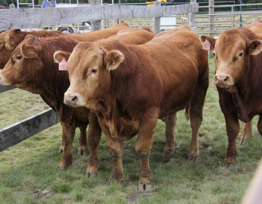 Beef steers at a demonstration at Ag in Motion 2025. Photo: Geralyn Wichers
