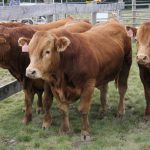 Beef steers at a demonstration at Ag in Motion 2025. Photo: Geralyn Wichers