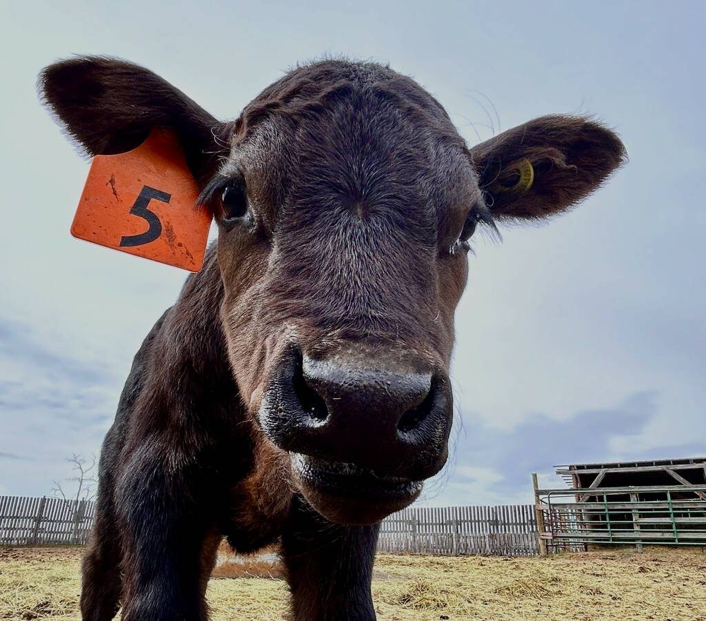 A close up on a cute black calf. Photo: Janelle Rudolph
