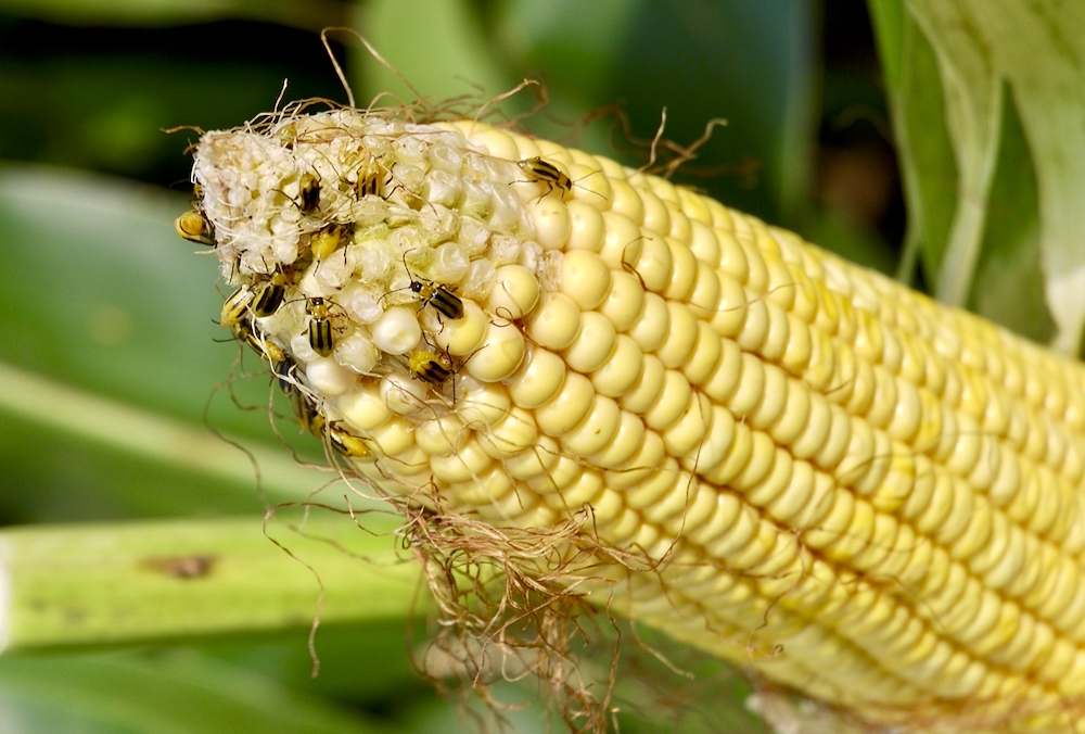 a yellow cob of corn with corn rootworm insects crawling on its surface