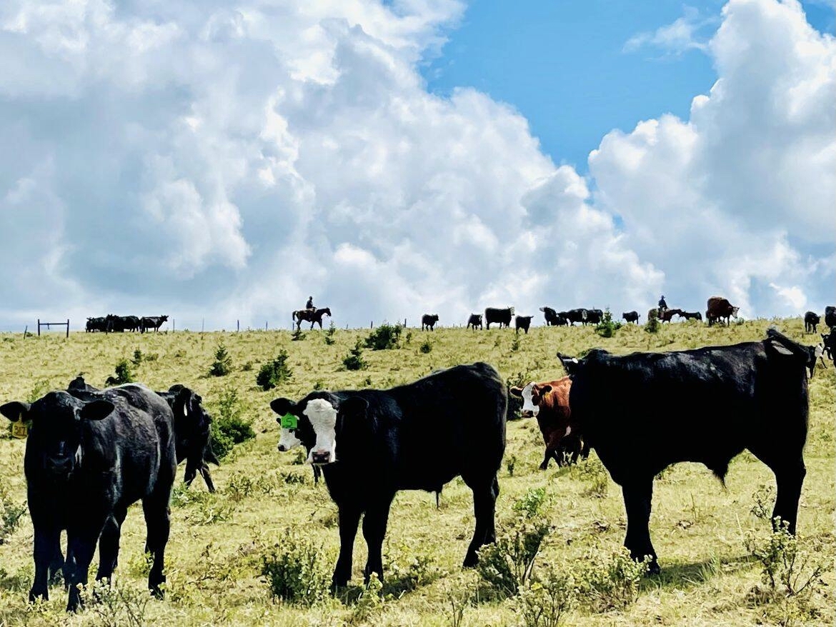 Calves graze on pasture land at Plateau Cattle Co., in Nanton, Alberta.