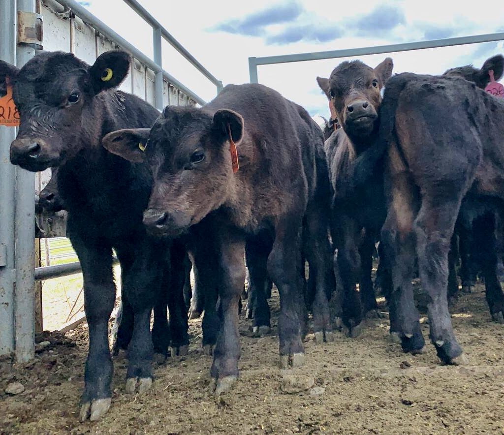 a group of calves in a corral