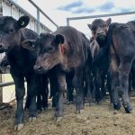 a group of calves in a corral