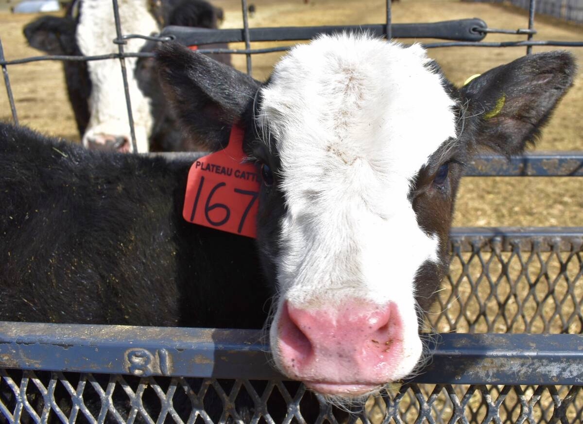 a white-faced calf looks over a fence rail in a corral