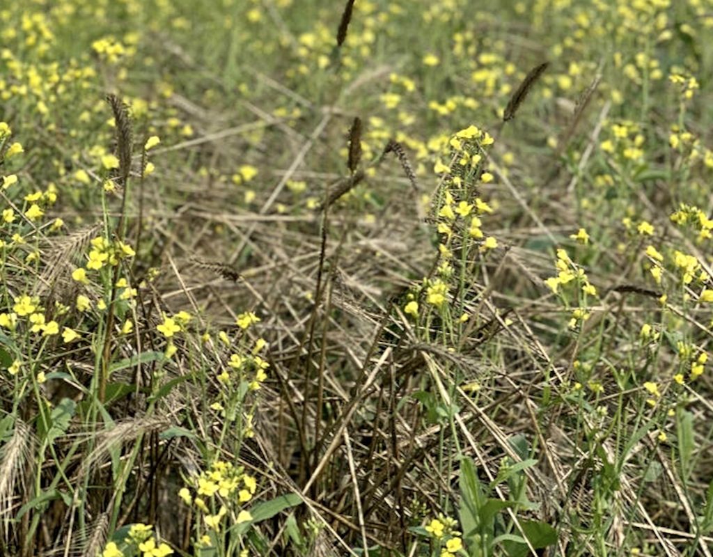 terminated fall rye in a canola crop