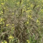 terminated fall rye in a canola crop