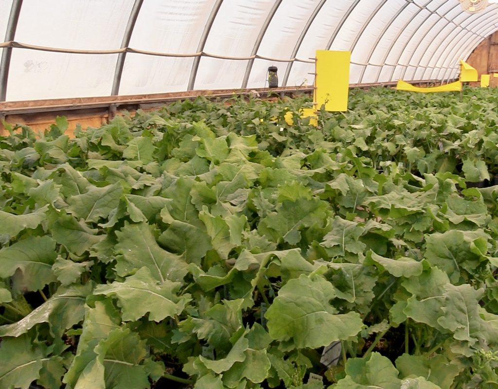 canola plants growing in a greenhouse at DL Seeds. photo: Greg Berg
