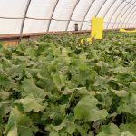 canola plants growing in a greenhouse at DL Seeds. photo: Greg Berg