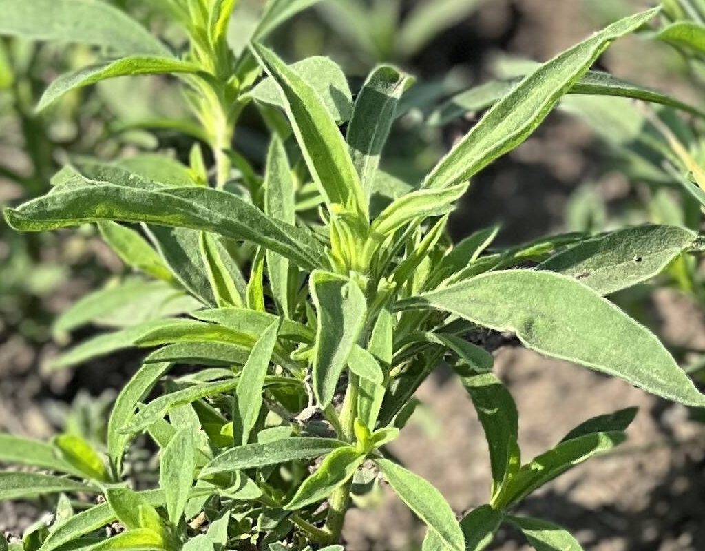 a young kochia weed in a field-photo Laura Rance