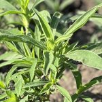 a young kochia weed in a field-photo Laura Rance