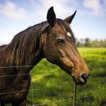 a horse looking over a fence in a green field