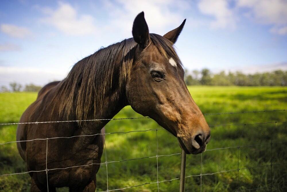 a horse looking over a fence in a green field