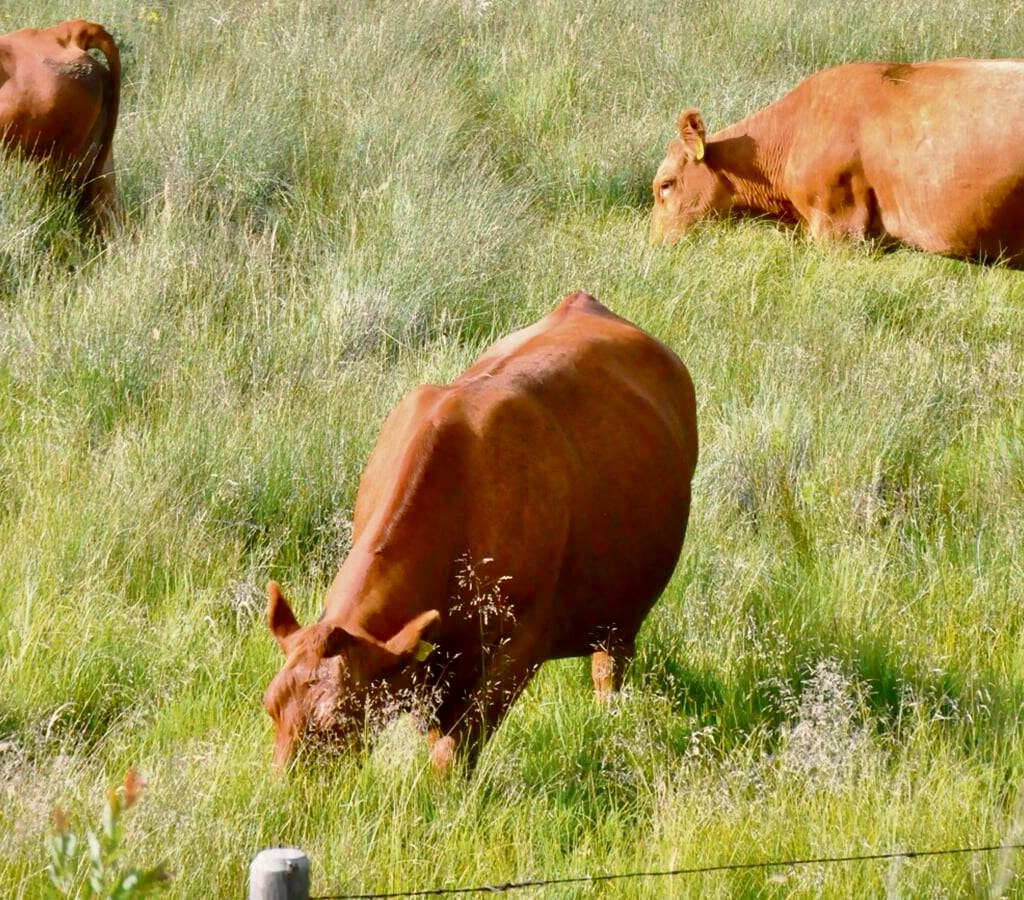 cattle grazing on a green grass pasture