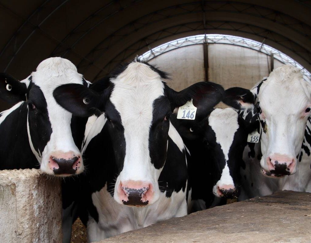 Closeup of Holstein dairy cows in a dairy barn