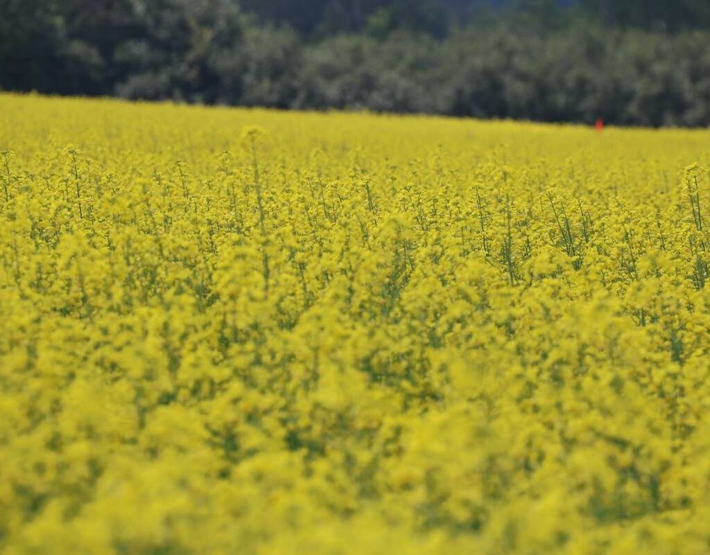 A canola field in Ontario. Photo: John Greig