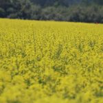 A canola field in Ontario. Photo: John Greig