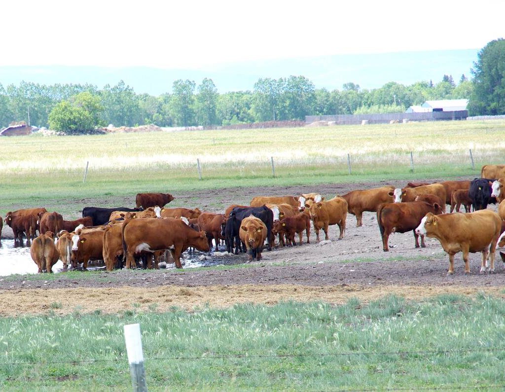 Cattle drink out of a low dugout in northwest Manitoba during dry conditions in 2019.
