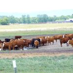 Cattle drink out of a low dugout in northwest Manitoba during dry conditions in 2019.