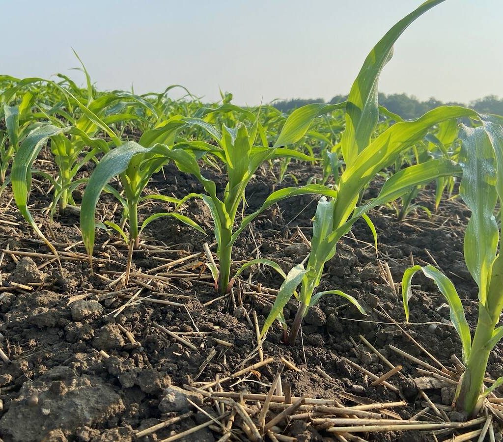 A field of young corn plants.