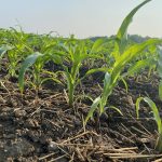 A field of young corn plants.