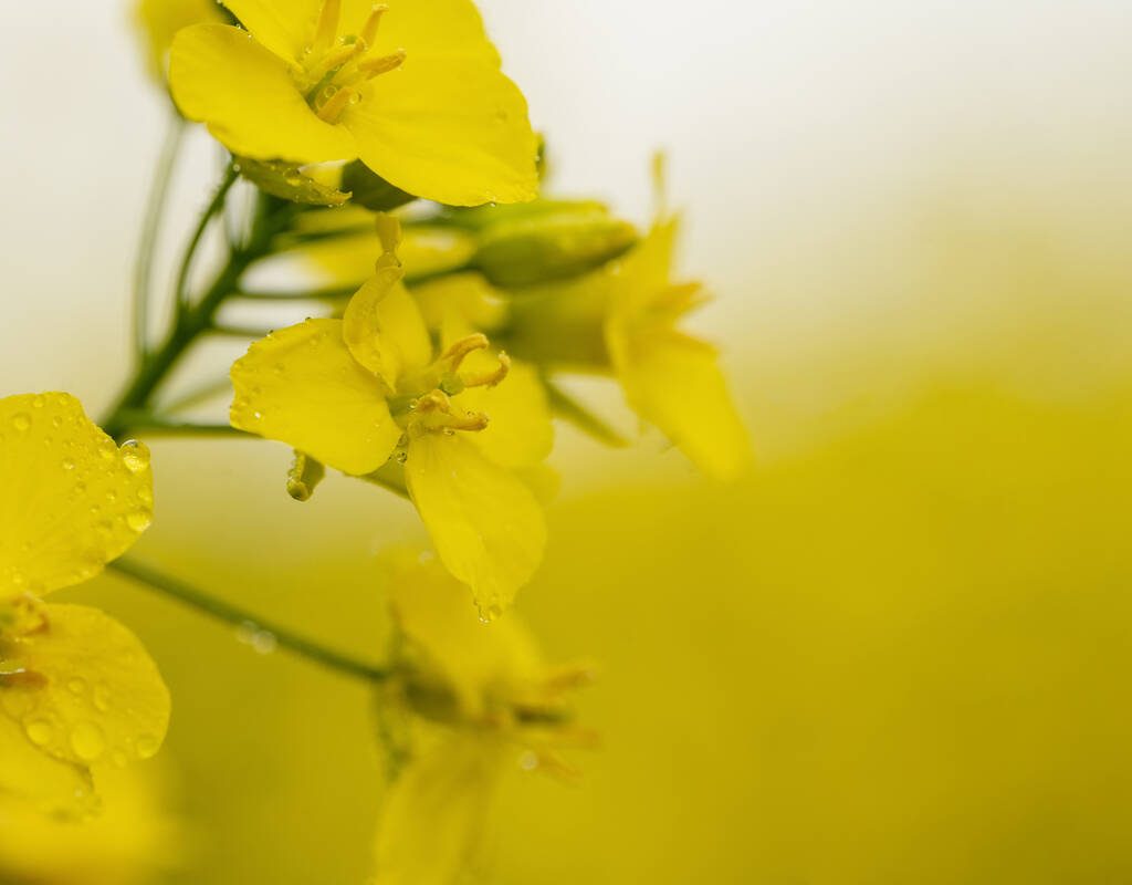 Close up of a canola flower.