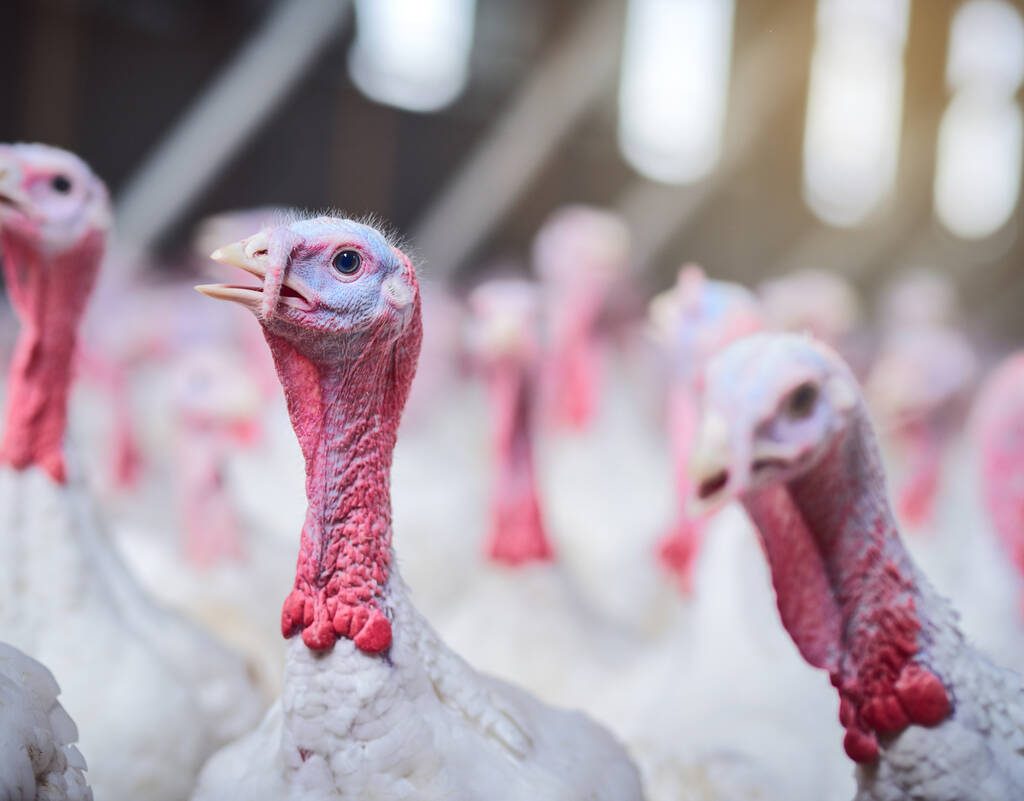 A close-up on a flock of white turkeys. Photo: PeopleImages/Getty Images