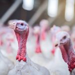 A close-up on a flock of white turkeys. Photo: PeopleImages/Getty Images