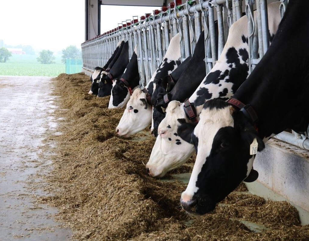 Holstein cattle in an Ontario dairy barn. Photo: John Greig