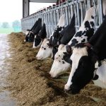 Holstein cattle in an Ontario dairy barn. Photo: John Greig