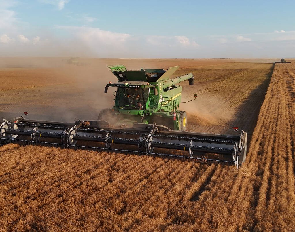 Lentil harvest near Pense, Sask.
