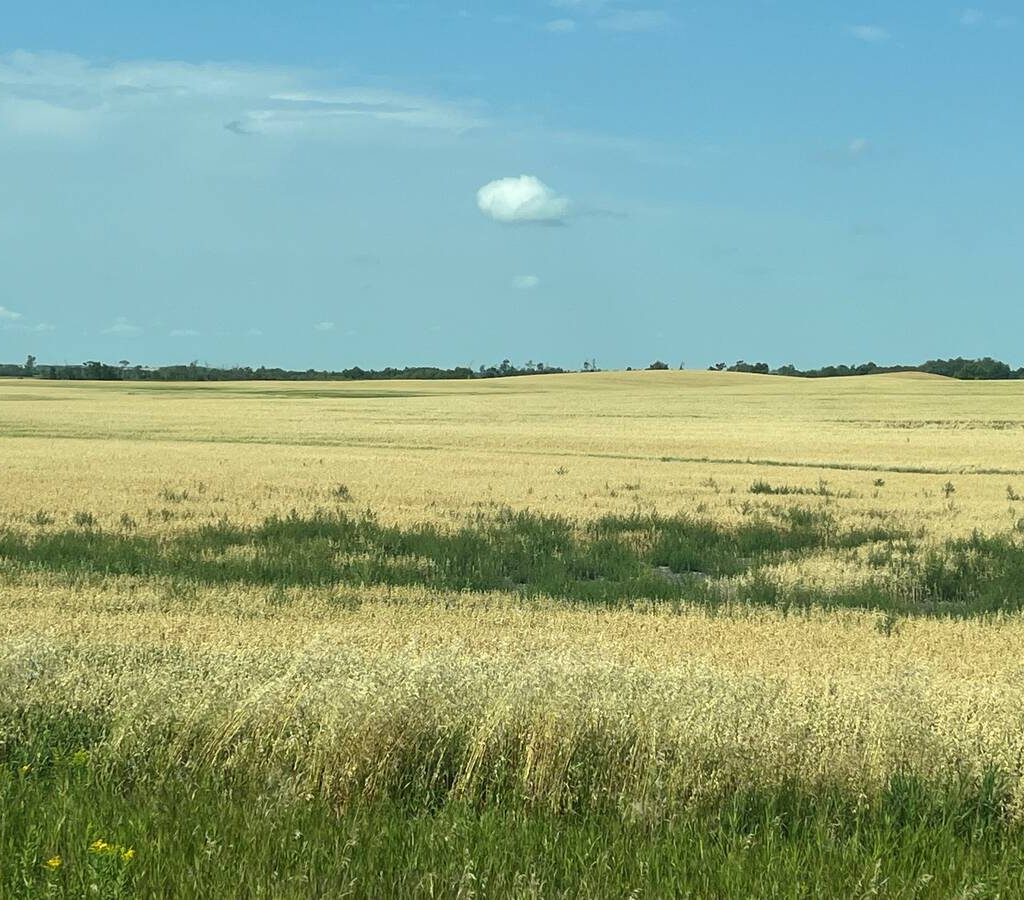 A Prairie field showing persistent weed patches. Predictive mapping is designed to flag these zones before emergence. Photo: Geco