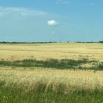 A Prairie field showing persistent weed patches. Predictive mapping is designed to flag these zones before emergence. Photo: Geco
