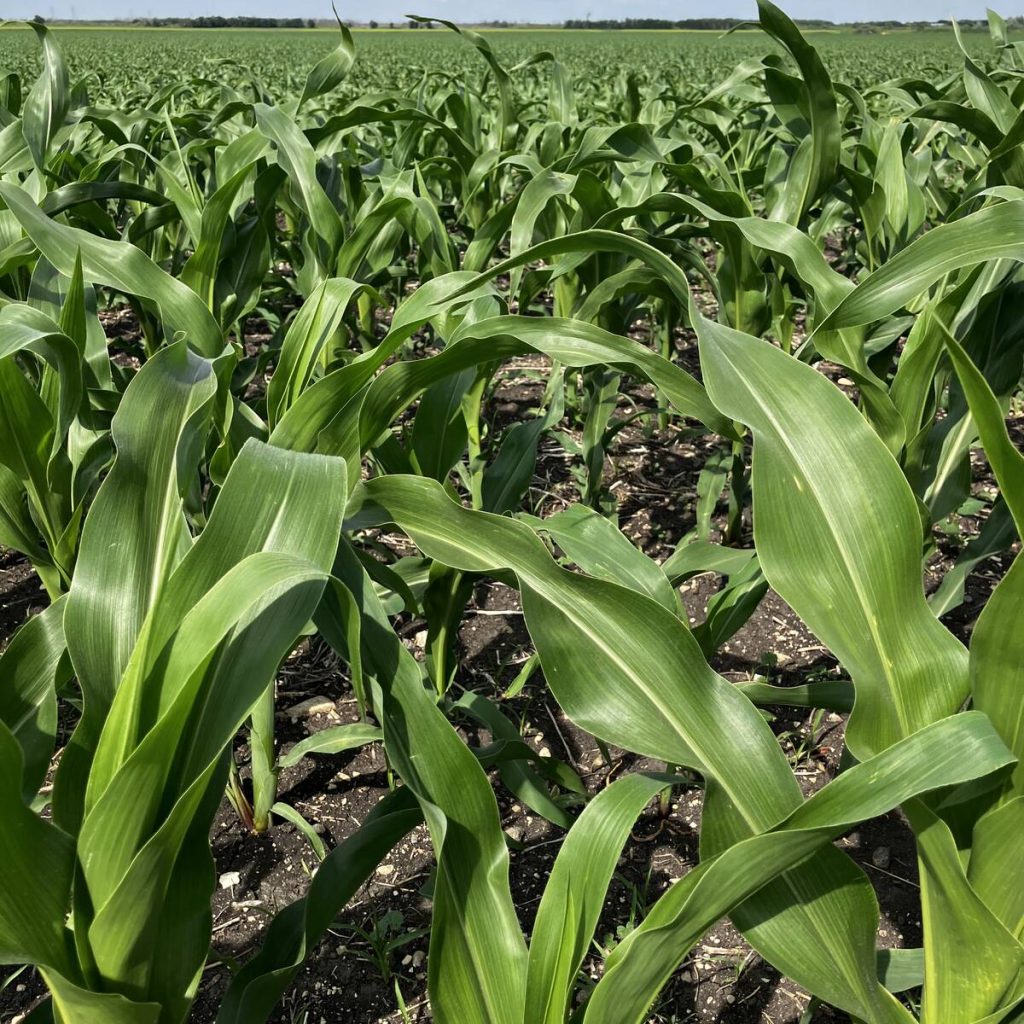 A field of corn at Selkirk, Manitoba in June 2025. Photo: Greg Berg