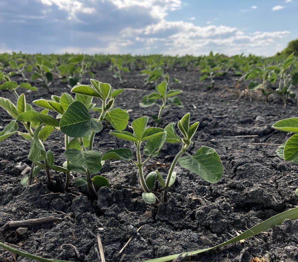 Young soybean plants near Marquette, Man. spring 2025.