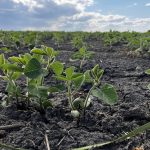 Young soybean plants near Marquette, Man. spring 2025.
