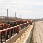A feedlot in Western Canada. Prices for feed barley could move above C$300 per tonne delivered Lethbridge in the coming weeks. Photo: Lisa Guenther