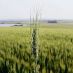 A close-up on a head of wheat with a green wheat field in the background.