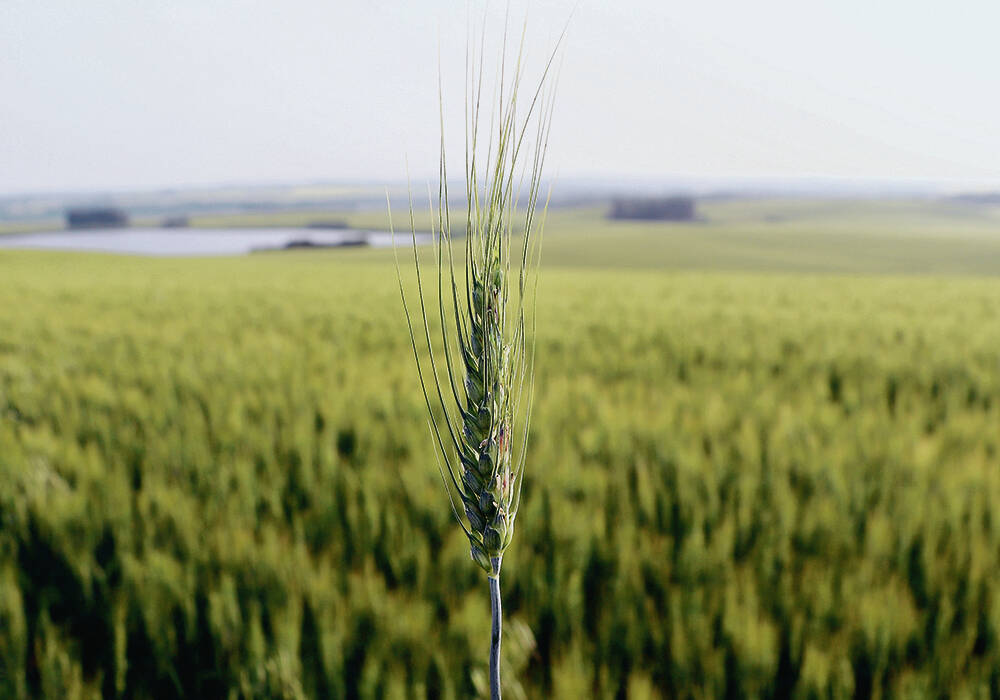 A close-up on a head of wheat with a green wheat field in the background.