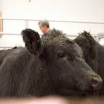 Cattle being sold at the Gladstone Auction Mart in Gladstone, Manitoba. Photo: file