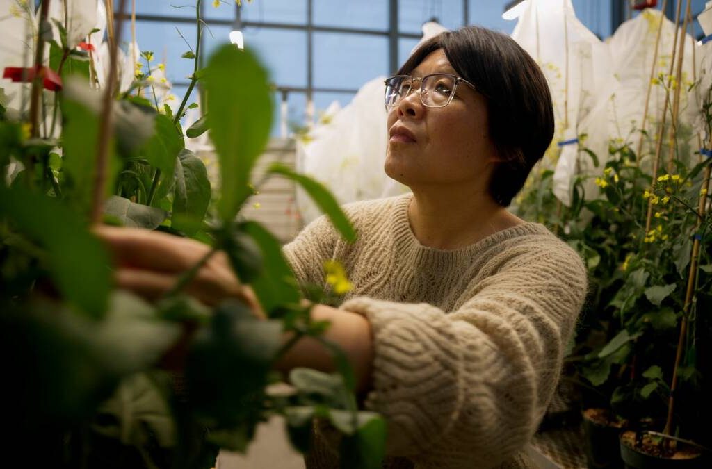 A researcher looks at plants in a glasshouse. Photo: Supplied