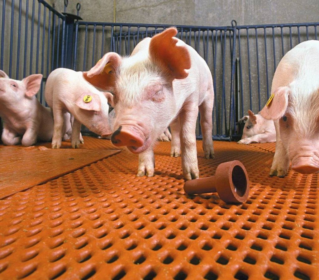 ARS scientists have developed a new vaccine for pigs that protect them from two types of Salmonella, one that causes disease in pigs and another that causes human foodborne disease.  Above are Salmonella-free pigs in a "clean room" at the National Animal Disease Center in Ames, Iowa. k7076-13