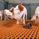 ARS scientists have developed a new vaccine for pigs that protect them from two types of Salmonella, one that causes disease in pigs and another that causes human foodborne disease.  Above are Salmonella-free pigs in a "clean room" at the National Animal Disease Center in Ames, Iowa. k7076-13