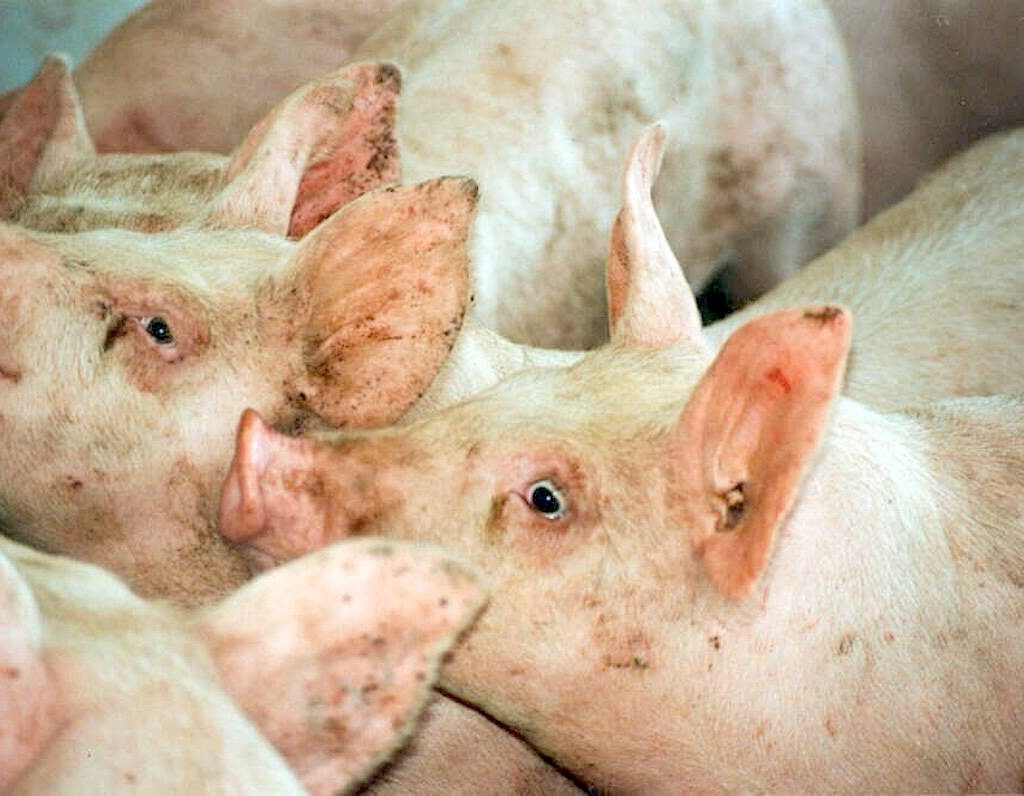 A group of pink pigs.