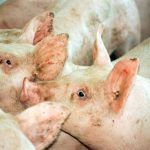 A group of pink pigs.