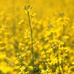canola