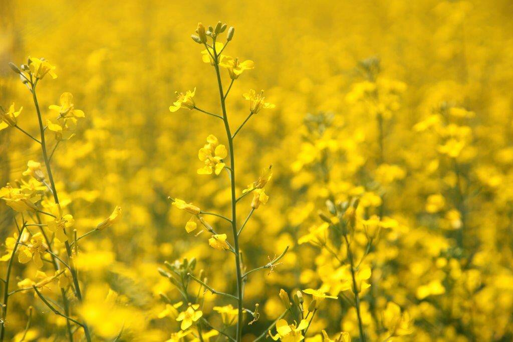 canola
