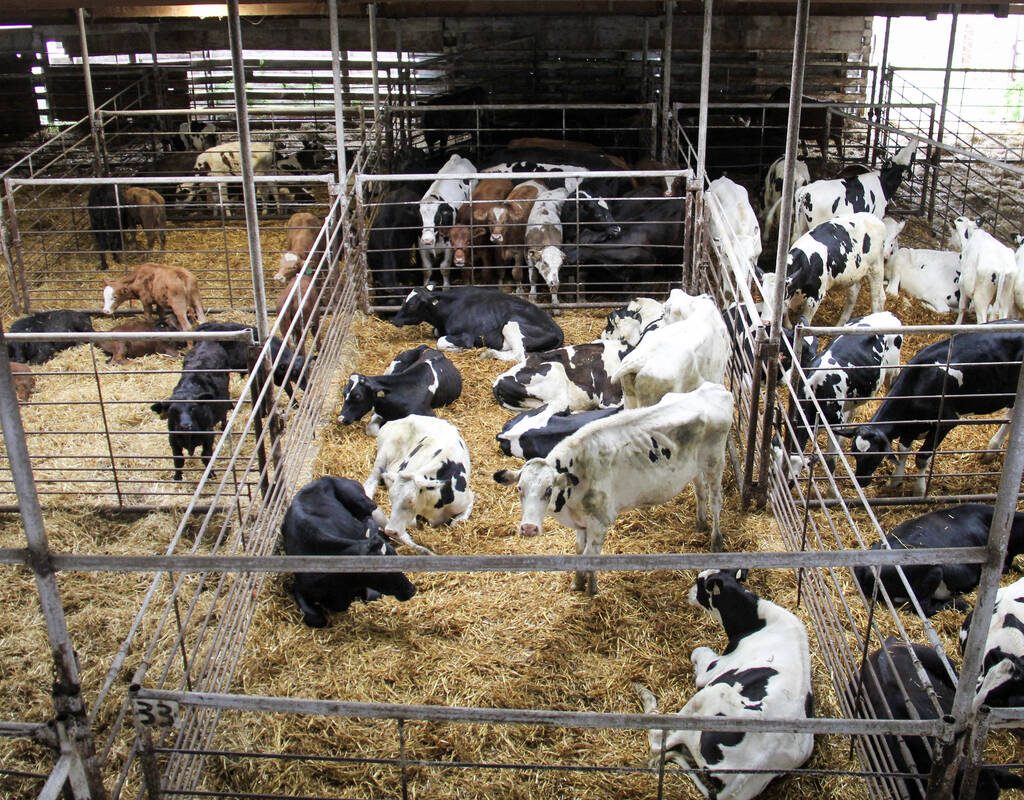 Cattle at the Grunthal Auction Mart on August 19, 2025. Photo: Geralyn Wichers