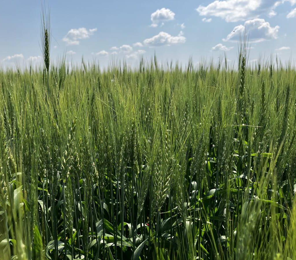 wheat crops in southern Saskatchewan in July 2025